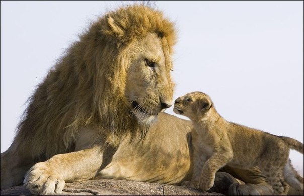 Первая встреча львенка с отцом