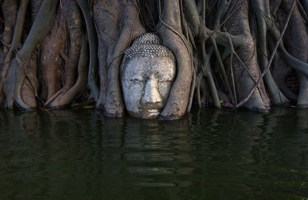 Голова Будды в корнях дерева, частично затопленного во время наводнения в столице Таиланда