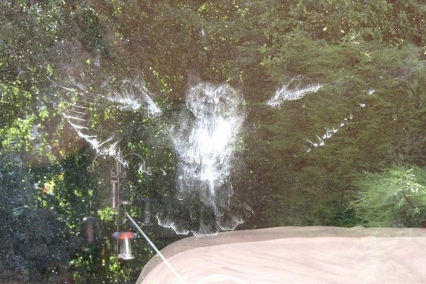 Хозяева вернулись из отпуска и увидели отпечаток совы на окне своего дома в Кендале на северо-западе Англии.