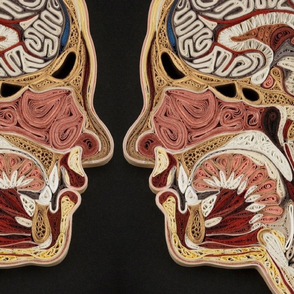 Бумажная анатомия от Лизы Нилссон