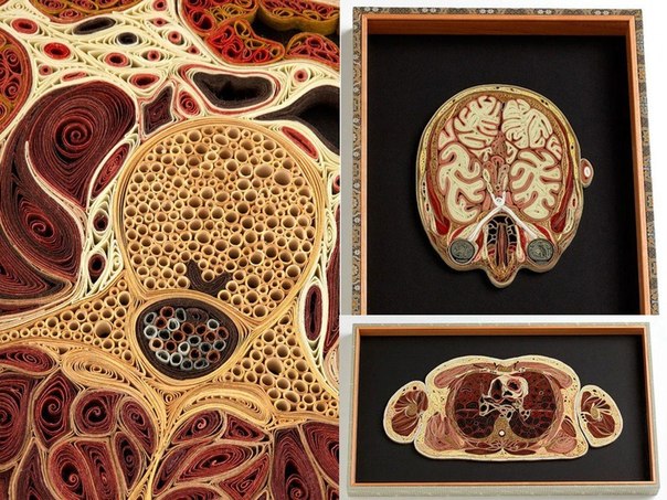 Бумажная анатомия от Лизы Нилссон