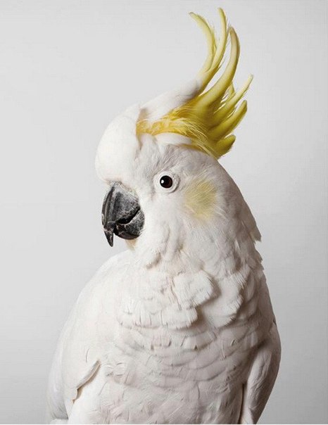 Попугаи Австралии в серии фотографий Лейлы Джеффрис