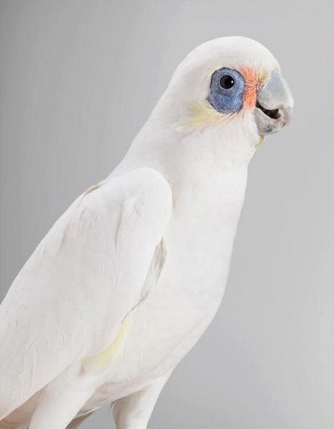 Попугаи Австралии в серии фотографий Лейлы Джеффрис