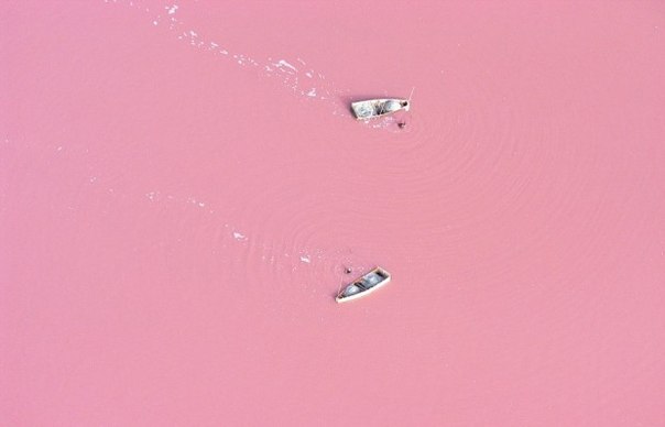 В Сенегале есть озеро ярко-розового цвета. Как будто в него насыпали марганцовки. Вода здесь до того соленая, что выжить в ней могут микроорганизмы только одного вида – они и дают такую окраску