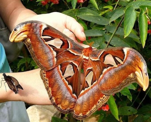 Самая большая бабочка в мире – Attacus Atlas. Рамах ее крыльев достигает 30 сантиметров