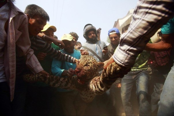 Леопард, который напал на жителей города Катманду, Непал, и был убит. 15 человек получили повреждения различной степени тяжести.