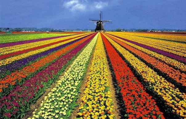 Тюльпановое поле, Нидерланды