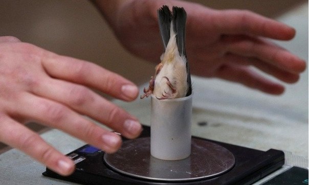Работник Честерского зоопарка взвешивает птичку рисовку во время ежегодного ветеринарного осмотра птиц в Честере на севере Англии