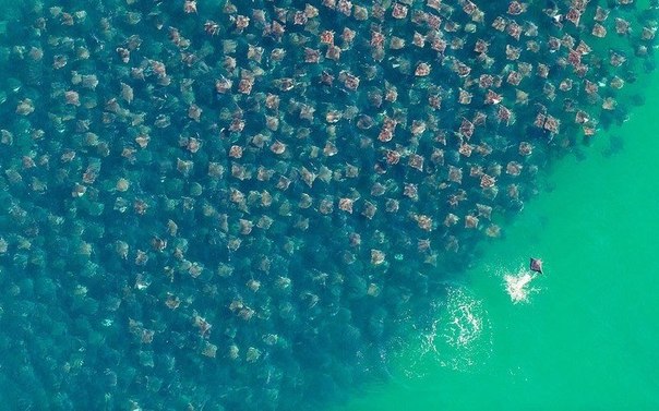 Дважды в год золотые скаты мигрируют в пределах Мексиканского залива в более теплые воды. Фотография была сделана фотографом Флорианом Шульцом недалеко от местечка Baja California Sur, Мексика.