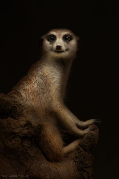 Удивительные портреты животных от фотографа Келли Уизема