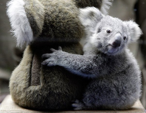 Детеныш коалы обнимает игрушечного сородича.