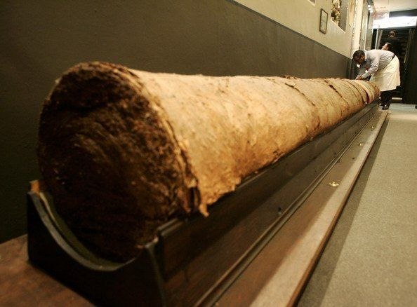 В Брюсселе компания Cubacigar представила миру самую большую сигару. Вес её составил около 453кг, а на приготовление ушло больше 10000 табачных листьев.