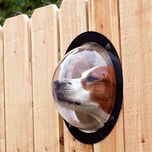 Окно в заборе для собаки