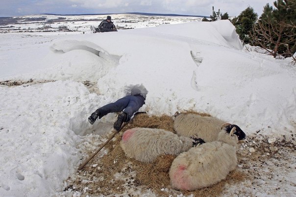 Фермер Дональд О Рейли ищет своих пропавших овец, графство Антрим, Северная Ирландия. Более 140 тысяч домов и предприятий в Северной Ирландии после сильного снегопада на прошлых выходных остались без электричества. В некоторых районах сугробы достигали 5 метров в высоту. 