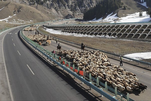 Перегон овец и крупного рогатого скота. Синьцзян-Уйгурский автономный район, Китай.