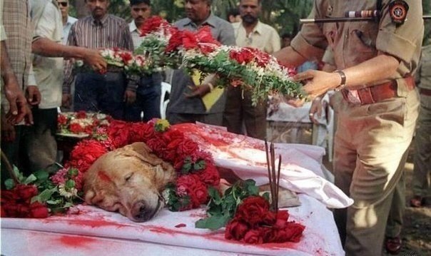 В Индии пес Zanjeer был похоронен со всеми почестями.Спас тысячи жизней во время терактов в Мумбаи в 1993 г. обнаружив 3329 кг гексогена и др.взрывчатые вещ-ва