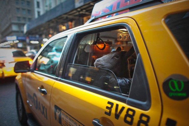 Эти истории в моментах не оставят тебя равнодушным!
  
    
      
    
    
      Больше, чем фото 
      16 мар 2013 в 17:55
    
  
Сайрус Факроддин и его коза Какао едут в такси в Нью-Йорке.