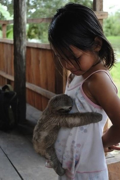 Ленивец, обнимающий девочку.