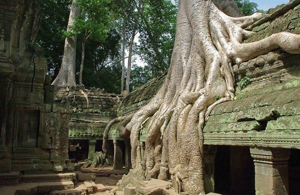 Симбиоз леса и творения человека: монастырский комплекс Та-Прохм в Камбоджа