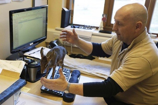 В Честерском зоопарке в Великобритании на свет появилась мини-антилопа дик-дик.