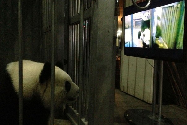 Самка большой панды Лин Кэ наблюдает, как спариваются представители ее вида. Научно-исследовательская база по размножению больших панд, провинция Сычуань, Китай. По словам сотрудников базы, демонстрация подобного видео помогает ознакомить животных с техникой воспроизводства потомства.