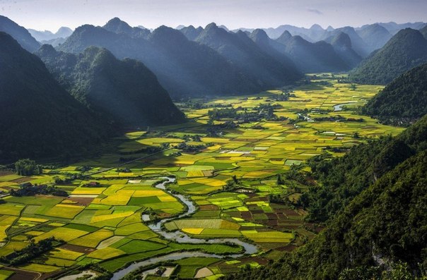 Рисовые поля в долине Баксон, Вьетнам.