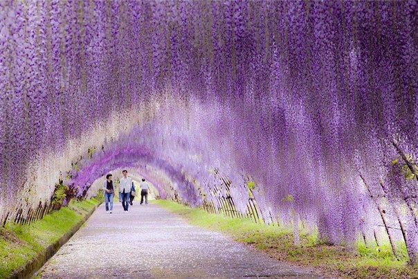 Цветочный тоннель в Японии