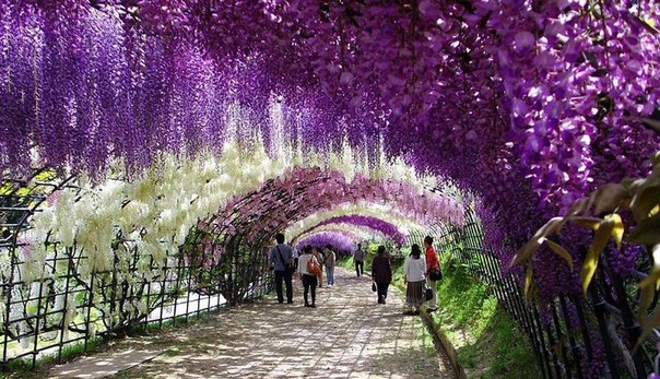 Цветочный тоннель в Японии