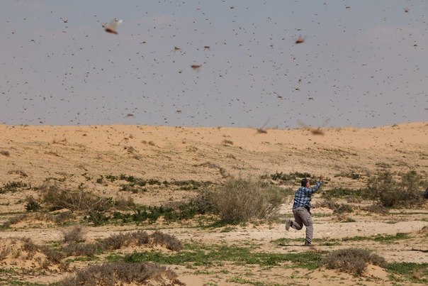 Миграция саранчи в пустыне Негев, Израиль.