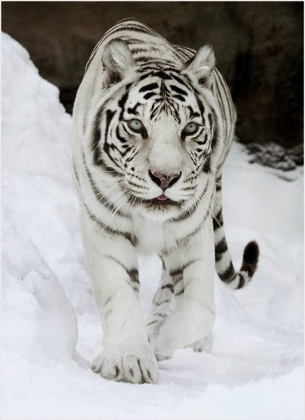 Белый тигр в московском зоопарке