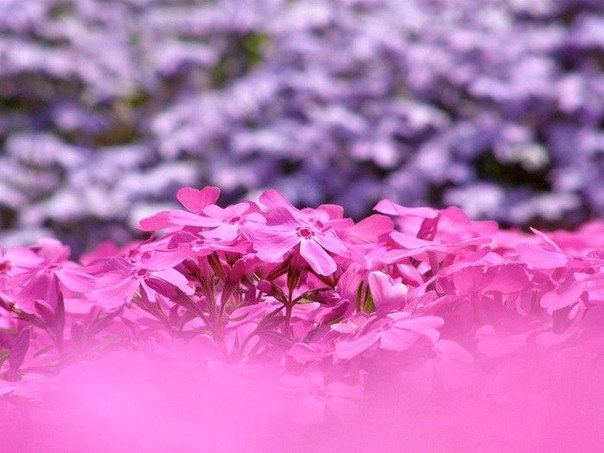 Цветущий парк Хицужияма в  Японии