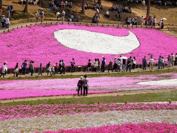 Цветущий парк Хицужияма в  Японии