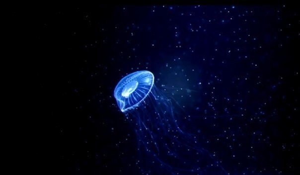 Недавно учеными было обнаружено первое бессмертное существо нашей планеты. Как оказалось, этим существом является медуза Turritopsis Nutricula. Медуза способна на всем протяжении своей жизни постоянно себя омолаживать.