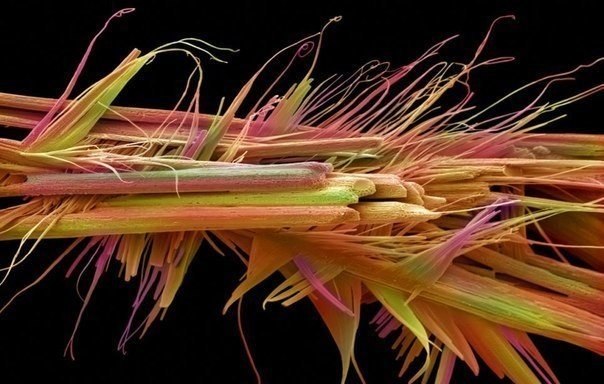 Кристаллы кофеина под микроскопом.