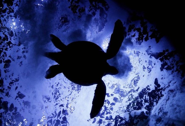 Зелёная черепаха плавает в аквариуме в Токио, Япония