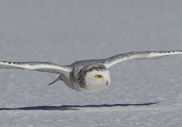 Снежная сова летит над озером в поисках еды.