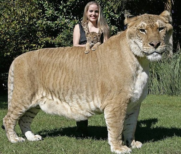 Лигр — гибрид между львом-самцом и тигрицей-самкой, выглядящий как гигантский лев с размытыми полосами.