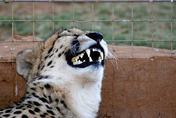 Заразительно смеющиеся гепарды