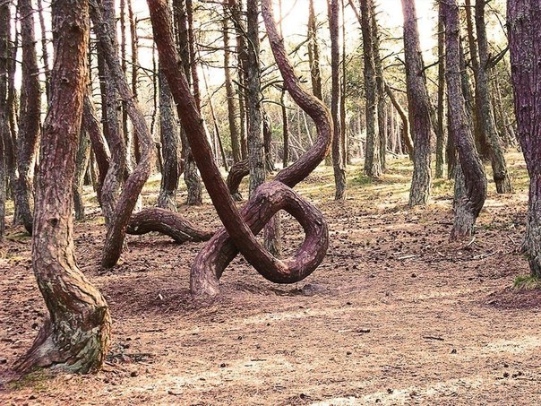 «Танцующий лес», Калининградская область.