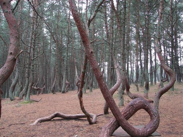 «Танцующий лес», Калининградская область.