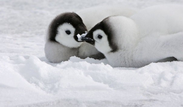 Птенцы императорского пингвина.