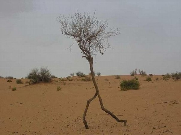 Бегущее дерево в пустыне.