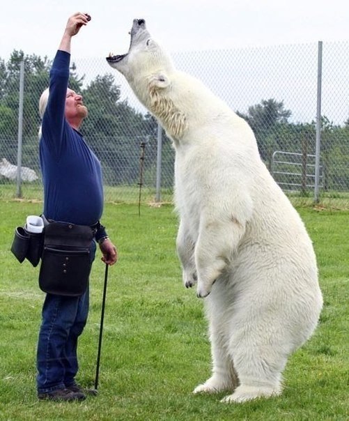 Марк Эббот Думас — единственный человек в мире, способный находиться в такой непосредственной близости от полярного медведя. Зверя зовут Эги, она с удовольствием борется с Эбботом, валяется с ним на газоне, купается.