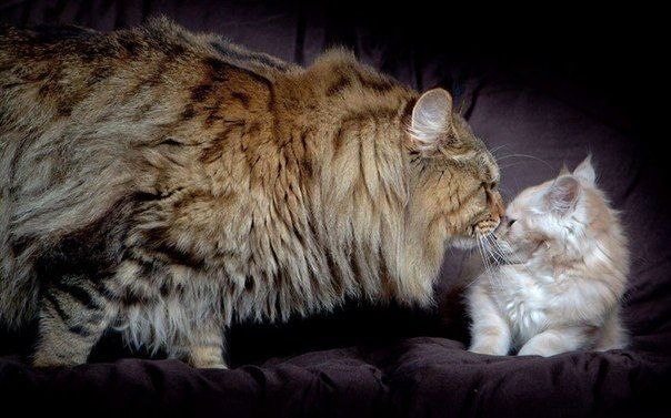 Руперт самый крупный из нераскормленных котов в мире 