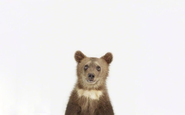 Шерон Монтрос известна своими фотографиями детенышей животных.
