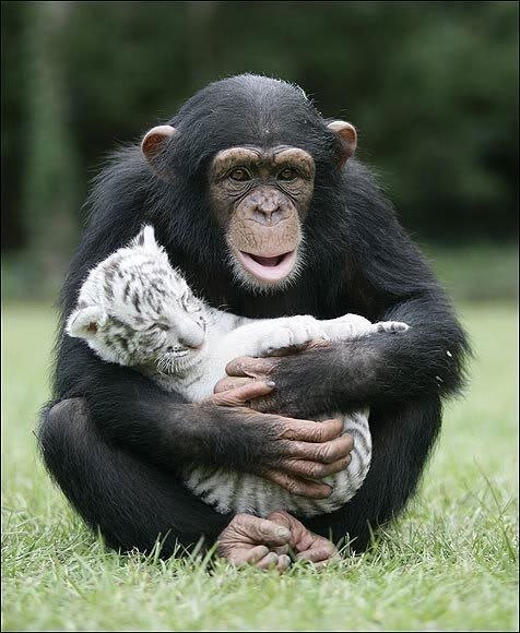 Заботливая шимпанзе Анжана кормит тигрят.