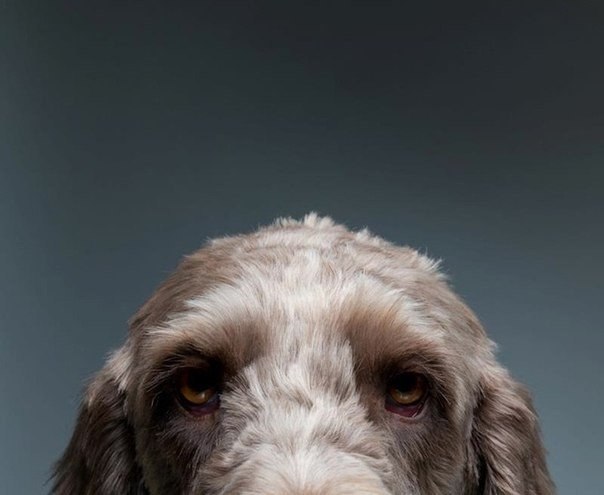 Собачьи портреты от Жерарда Чарльза Гетингса
