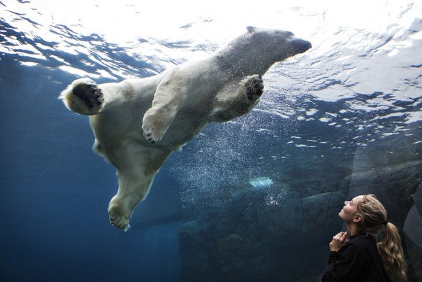 Белый медведь плавает в новом аквариуме «Полярный круг» в Копенгагенском зоопарке, Дания
