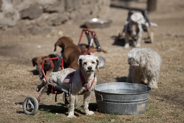 Приют для бездомных собак-инвалидов в Мехико.
