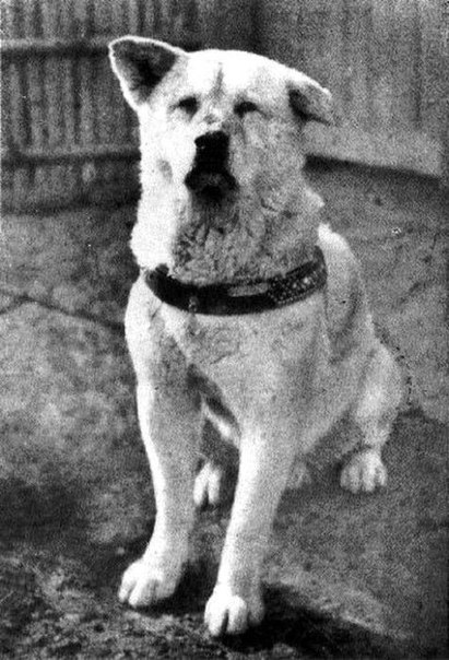 На фото - известный многим пес Хатико. 